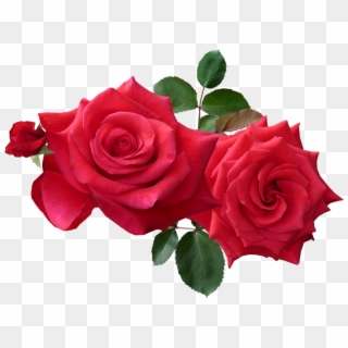 Rose Png - Roses Png, Transparent Png