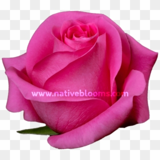 Dark Pink Roses - Garden Roses, HD Png Download