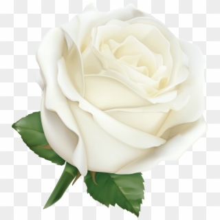 White Rose Png, Pink Rose Png, White Roses, Pink Roses, - Thanks My Lovely Wife, Transparent Png