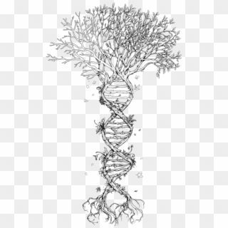 Tree Of Life @lindsay Poland This Is Soooo Me - Dna Tree Tattoo, HD Png Download