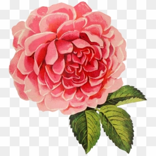 Vintage Rose Png - Transparent Background Vintage Flower Png, Png Download