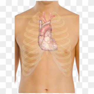 Surface Anatomy Of The Heart - Heart Location Anatomy, HD Png Download