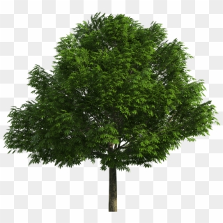 Realistic Tree Png Clip Art, Transparent Png