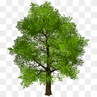 Transparent Green Tree Png Picture - Transparent Background Trees Png, Png Download