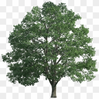 Tree Realistic Png Clip Art - Chêne Png, Transparent Png