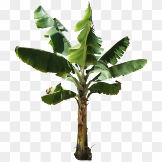 Banana Tree Png Texture - Banana Tree Plant Png, Transparent Png