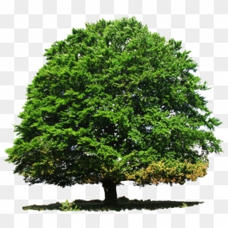 Download Tree Png Transparent Image - Tree Png, Png Download