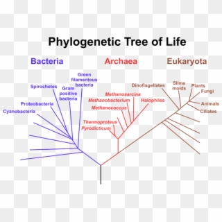 </strong> Diagram Of - Phylogenetic Tree, HD Png Download