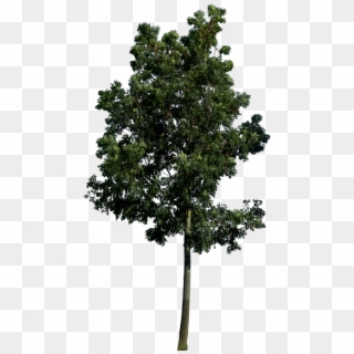 Tree Png Photo Image - Landscaping Tree Png, Transparent Png