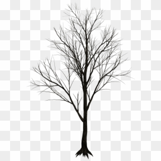 Dry Tree Png - Real Leafless Tree Png, Transparent Png