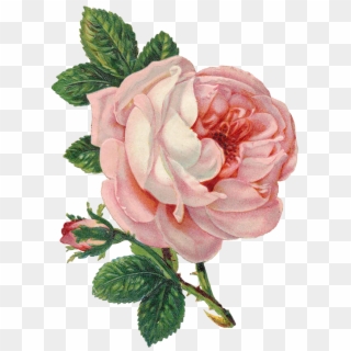 Old Marriage License Pink Rose Lilac N Lavender - Rose Flower Vintage Png, Transparent Png