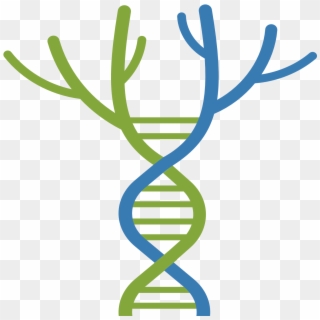 Ctf Tree Of Life - Dna Tree, HD Png Download