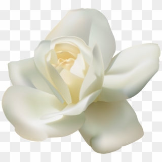 White Rose Png - White Rose Png Transparent, Png Download