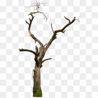Dry Tree Png - Dry Tree Branches Png, Transparent Png