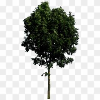 Tree Png Image Hd - Tree Front View Png, Transparent Png