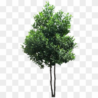 Jack Tree Png Download Image - Transparent Tree Png, Png Download