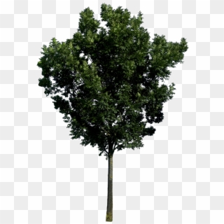 Fig Trees Png Photoshop, Transparent Png