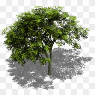 Preview - Tree Isometric View Png, Transparent Png