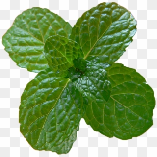 Peppermint Png , Png Download, Transparent Png
