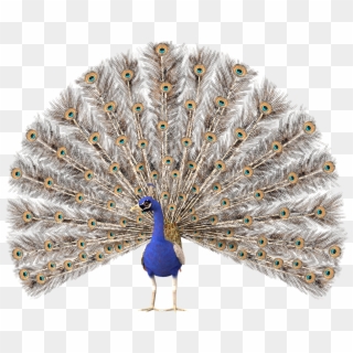 Feathers,pride,plumage - Peacock Hd No Background, HD Png Download