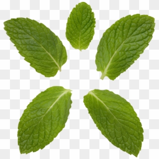 Peppermint Transparent Background - Mint Leaves, HD Png Download