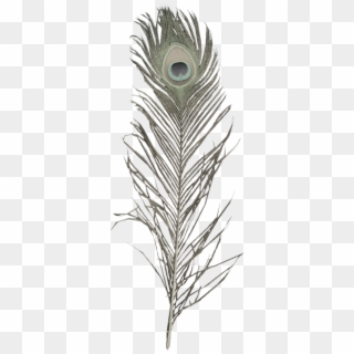 Peacock Feather Transparent Png, Png Download