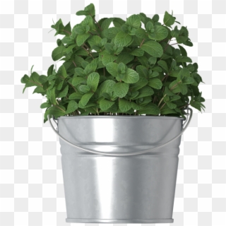 Mint In Bucket - Houseplant, HD Png Download
