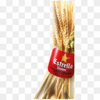 Since Then, Estrella Damm Has Been Brewed Using The - Estrella Damm, HD Png Download