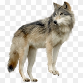 Animals - Wolf Png, Transparent Png