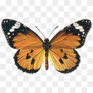 Monarch Butterfly Clipart Png Full Hd Butterflies Orange And White Transparent Png 640x480 3871522 Pngfind