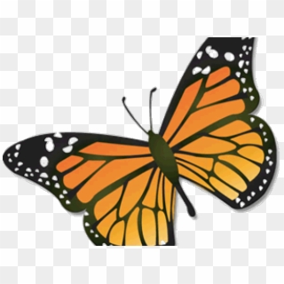 Black And White Free On Dumielauxepices Net August - Monarch Butterfly Png, Transparent Png
