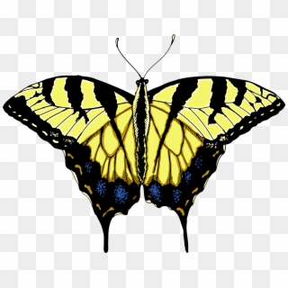 Yellow Swallowtail Butterfly Illustrated - Transparent Tiger Swallowtail Butterfly, HD Png Download