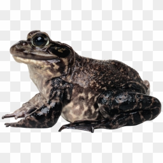 Frog Png, Transparent Png