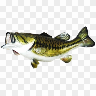 Fish Clip Art Graphic Free Stock - Largemouth Bass Png, Transparent Png