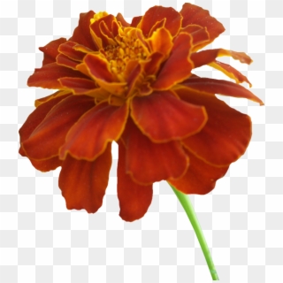 Orange Marigold Flower Png - Marigold Png, Transparent Png