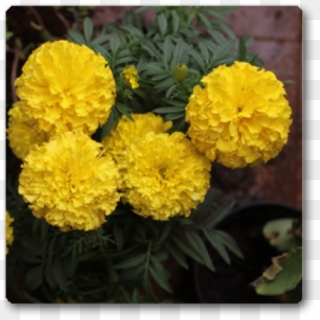 Marigold Yellow Plant - Tagetes Patula, HD Png Download