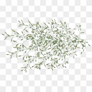 Grass, Seed, Weed, Plant, Garden, Nature - Onkruid Png, Transparent Png