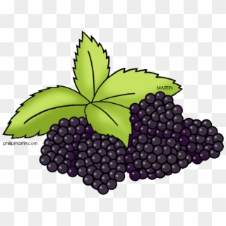 Blackberry Fruit Png Pic - Blackberry Clipart, Transparent Png