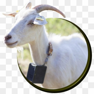 Goats - Goat, HD Png Download