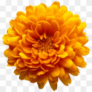 Marigold Clipart - Orange Flower Transparent Background, HD Png Download