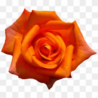 Orange Rose Flower Top View - Orange Rose Flower Png, Transparent Png