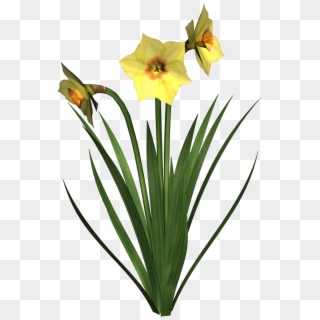 Daffodils Free Png Image - Clip Art, Transparent Png