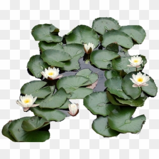 Photo Liliescopy - Water Lily, HD Png Download