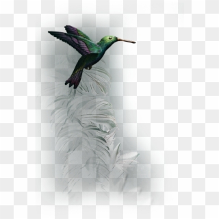 Technical Data - Ruby-throated Hummingbird, HD Png Download