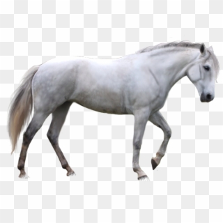Horse Png Image, Free Download Picture, Transparent - White Horse Transparent Background, Png Download