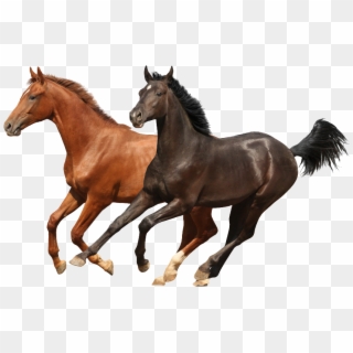 Brwon And Black Two Horses Psd Images Runing - Hors Hd Logo White Background, HD Png Download