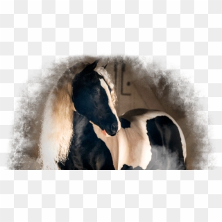 Gypsy Vanners - Gypsy Vanner Transparent, HD Png Download