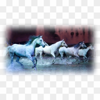 Cavalia Horses - 5 White Horse Running, HD Png Download