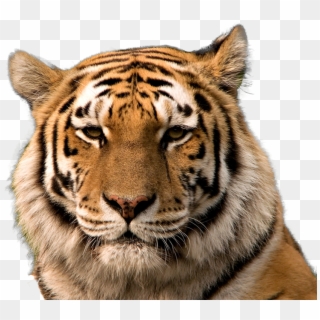 Free Icons Png - Tiger Face Hd Png, Transparent Png