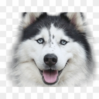 Husky Clipart Transparent Background - Happy Thanksgiving Husky, HD Png Download